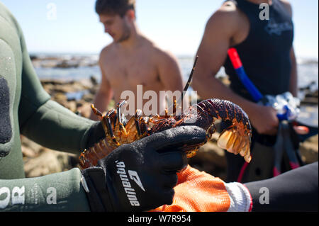 West Coast Rock Lobster (Jasus lalandii) zwischen freier Taucher am Ufer übergeben wird. Kommetjie, Südafrika. Stockfoto