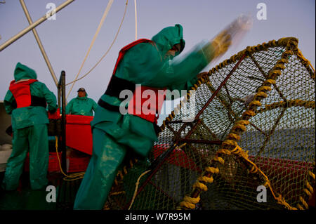 West Coast Rock Lobster (Jasus lalandii) Fischerboot James Archer (Oceana Fischerei). Crew entfernen Köder von Traps, St Helena Bay Harbour. St. Helena Bay, Western Cape, Südafrika. Stockfoto