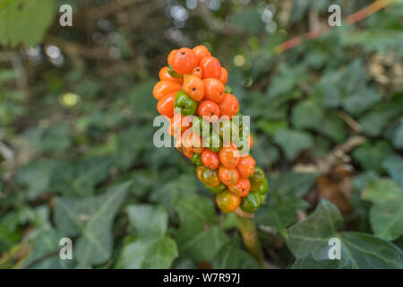 Giftige orange Herbst Beeren der Lords und Ladies/Cuckoopint/Arum maculatum. Vollreife Beeren mehr Scarlet in Farbe. Stockfoto