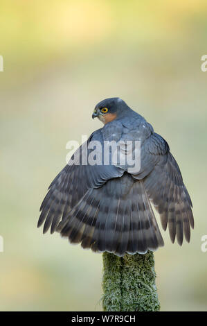 Erwachsene männliche Sperber (Accipiter nisus) seine Flügel Stretching, Dumfries, Schottland, Großbritannien, Februar. Stockfoto