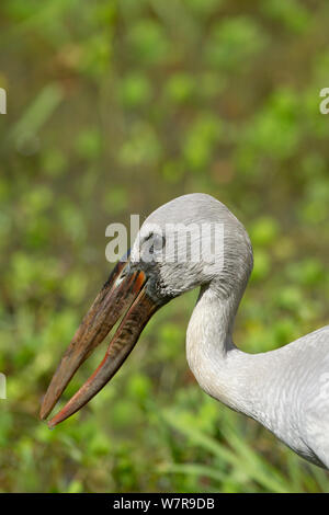 Asian Openbill (Anastomus oscitans) Yala National Park, Sri Lanka Stockfoto