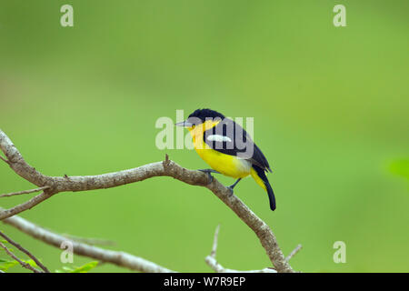 Gemeinsame Iora (Aegithina tiphia) männlichen Yala National Park, Sri Lanka Stockfoto