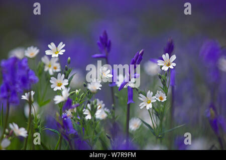 Mehr Sternmiere (Stellaria holostea) und Glockenblumen (Hyacinthoides non-scripta) in Blüte, Großbritannien Stockfoto