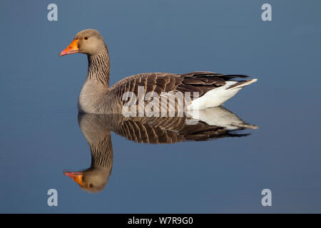 Gray-lag Goose (Anser anser) in Wasser, Cley, Norfolk wider, März Stockfoto