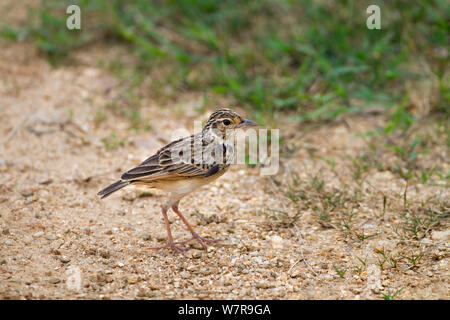 Jerdon Bush Lerche (Mirafra affinis) Fütterung auf Boden, Sri Lanka Stockfoto