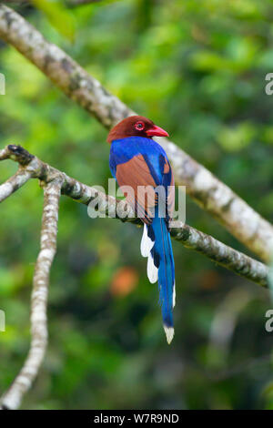 Sri Lanka Blue Magpie (Urocissa ornata) thront, Sri Lanka Stockfoto