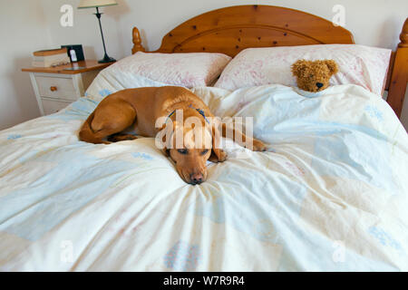 Gelben Labrador schlafen auf Besitzer Bett mit Teddybär. Stockfoto