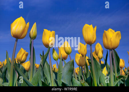 Tulpen (Tulipa) auf der Farm, Swaffham, Norfolk Stockfoto