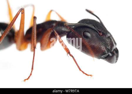 Carpenter ant (camponotus) Sao Paulo, Brasilien. meetyourneighbors.net Projekt Stockfoto