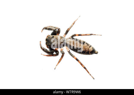 Jumping spider (Der) Sao Paulo, Brasilien. meetyourneighbors.net Projekt Stockfoto