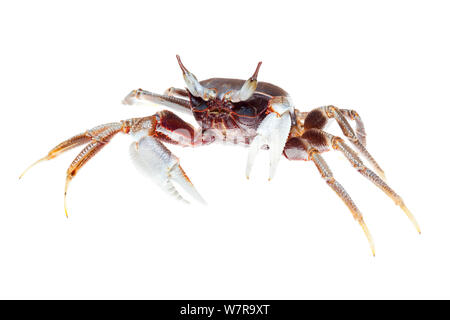 Gehörnte ghost Crab (Ocypode Kinarut Ceratophthalmus), Sabah, Borneo, Malaysia. Meetyourneighbors.net Projekt Stockfoto