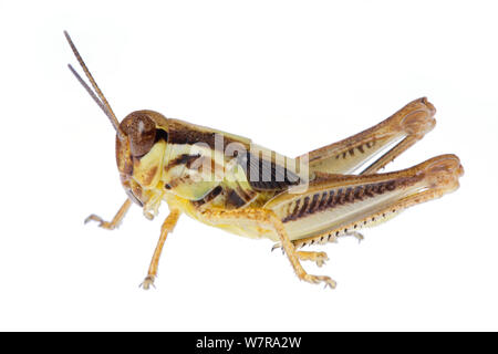 Männlich Red-legged Grasshopper (Melanoplus femurrubrum) Nymphe, Colorado, USA, August. meetyourneighbors.net Projekt Stockfoto