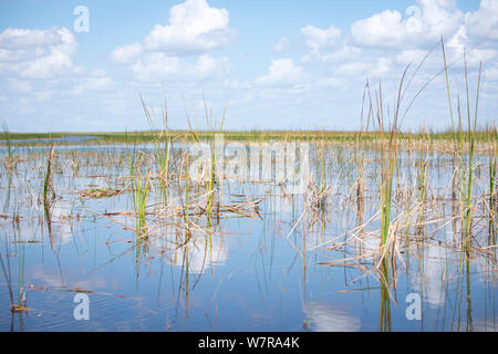 Gerade Blick über die everglades von florida usa, Wasser und Sawgrass Stockfoto