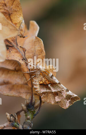 Frühe Thorn (Selenia Dentaria) auf Eiche, in reifen Waldland, Banbridge, County Down, Nordirland, März Stockfoto