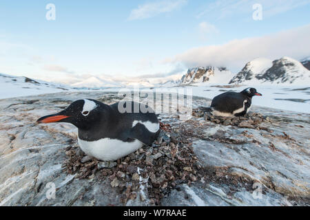 Gentoo Pinguin (Pygoscelis papua) sittin auf Nest, Petermann Island, Antarktische Halbinsel, Antarktis Stockfoto