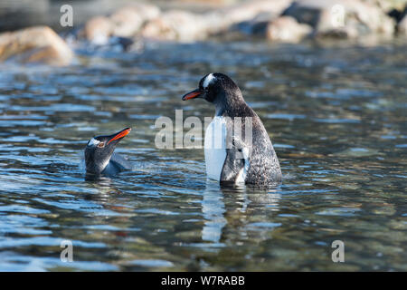 Gentoo Pinguin (Pygoscelis papua) ruhen bei Ebbe in der Shoreline, Petermann Island, Antarktische Halbinsel, Antarktis Stockfoto