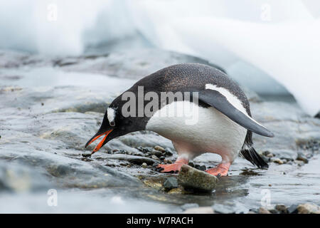 Gentoo Pinguin (Pygoscelis papua) Steine sammeln für Nestbau, Cuverville Island, Antarktische Halbinsel, Antarktis, Stockfoto