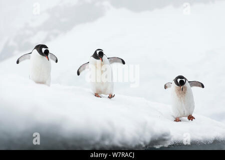 Eselspinguine (Pygoscelis papua) Gruppe von drei auf das Meer reisen, Cuverville Island, Antarktische Halbinsel, Antarktis Stockfoto