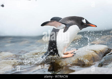 Gentoo Pinguin (Pygoscelis papua), die aus dem Meer kommen, Cuverville Island, Antarktische Halbinsel, Antarktis Stockfoto