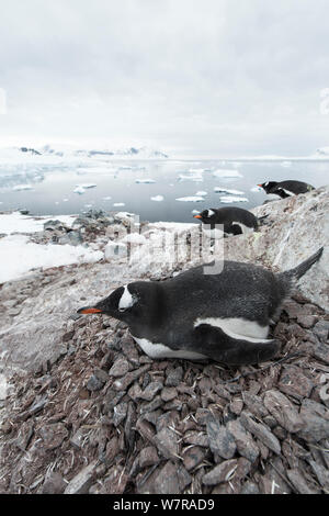 Gentoo Pinguin (Pygoscelis papua) sitzen auf Nest in der Nähe der Ufer, Cuverville Island, Antarktische Halbinsel, Antarktis Stockfoto