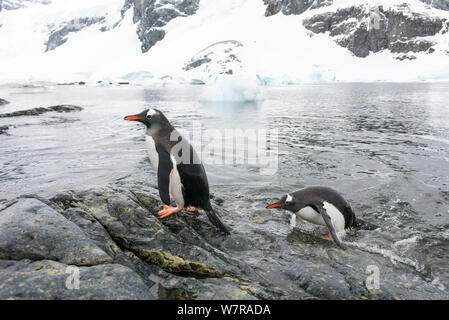 Gentoo Pinguin (Pygoscelis papua) Rückkehr aus dem Meer, Cuverville Island, Antarktische Halbinsel, Antarktis Stockfoto