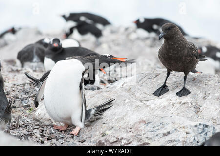 Gentoo Pinguin (Pygoscelis papua), die die defensive Anzeige an Antarktis-skua (Eulen antarcticus) Cuverville Island, Antarktische Halbinsel, Antarktis Stockfoto