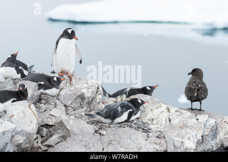 Eselspinguine (Pygoscelis papua) beobachten Antarktis-skua (Eulen antarcticus) Cuverville Island, Antarktische Halbinsel, Antarktis Stockfoto