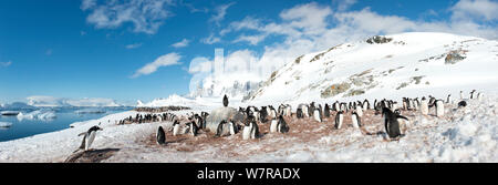 Gentoo Pinguin (Pygoscelis papua) Kolonie, Cuverville Island, Antarktische Halbinsel, Antarktis. Panoramablick Composite. Stockfoto