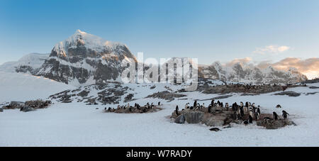 Gentoo Pinguin (Pygoscelis papua) Kolonie, Wiencke Island, Antarktische Halbinsel, Antarktis. Panoramablick Composite. Stockfoto