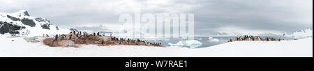 Gentoo Pinguin (Pygoscelis papua) Kolonie, Cuverville Island, Antarktische Halbinsel, Antarktis. Panoramablick Composite. Stockfoto