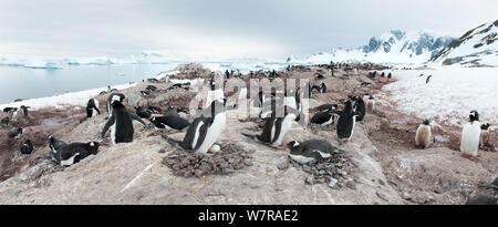 Gentoo Pinguin (Pygoscelis papua) Cuverville Island, Antarktische Halbinsel, Antarktis. Panoramablick Composite. Stockfoto