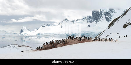 Gentoo Pinguin (Pygoscelis papua) Kolonie, Cuverville Island, Antarktische Halbinsel, Antarktis. Panoramablick Composite. Stockfoto