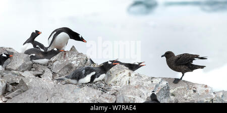 Eselspinguine (Pygoscelis papua) an der Kolonie, defensives Verhalten zu Antarktis-skua (Eulen antarcticus) Cuverville Island, Antarktische Halbinsel, Antarktis. Panoramablick Composite Stockfoto