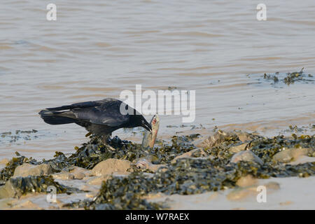 Nebelkrähe (Corvus corone) scavenging auf einem toten Makrele (Scomber scombrus) auf dem tideline, Severn Estuary, Somerset, UK, März gewaschen. Stockfoto