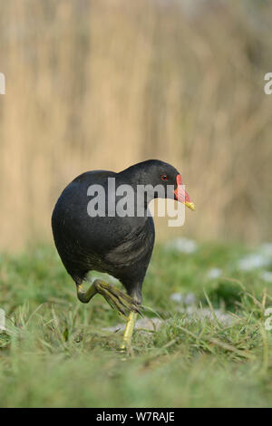 Sumpfhuhn (Gallinula chloropus) Nahrungssuche auf Teilweise schneebedeckten Rasenfläche See Marge, Wiltshire, UK, Januar. Stockfoto