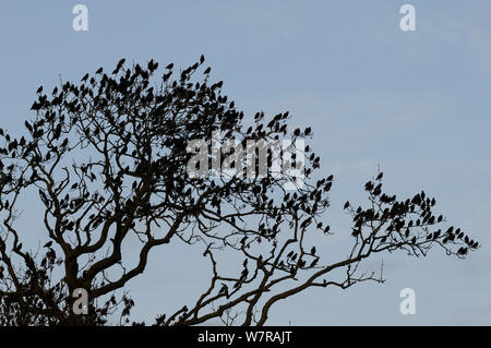 Stare (Sturnus vulgaris) zu einer Silhouette - in einem Blattlosen Esche Roost (Fraxinus excelsior), Shapwick, Somerset, UK, Dezember. Stockfoto