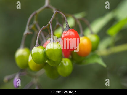 Reifung giftige Beeren von Solanum dulcamara, Bittersüßer Nachtschatten/Woody. Einmal als Heilpflanze in pflanzliche Heilmittel verwendet. Stockfoto