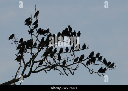 Stare (Sturnus vulgaris) zu einer Silhouette - in einem Blattlosen Esche Roost (Fraxinus excelsior), Shapwick, Somerset, UK, Dezember. Stockfoto