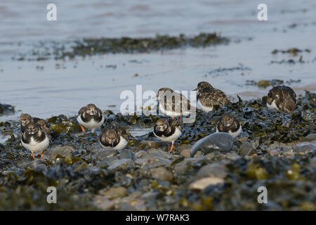 Steinwältzer (Arenaria interpres) Nahrungssuche unter Kieselsteinen und Blase Rack (Fucus vesiculosus) auf einem Ebbe, Severn Estuary, Somerset, UK, März. Stockfoto