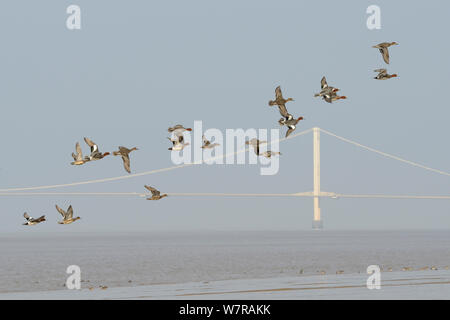 Pfeifente (Anas penelope) Herde fliegen hinter den ersten Severn Crossing Bridge, als gemeinsame Teal (Anas crecca) und Brachvögel (Numenius arquata) Futter auf die Tide line, Somerset, UK, März. Stockfoto