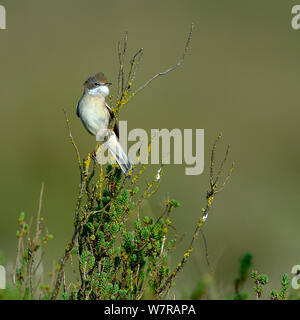 Common Whitethroat (Sylvia communis) auf einem Zweig, VendÃ©e, Frankreich, April Stockfoto