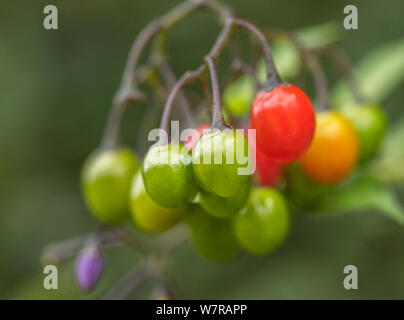 Reifung giftige Beeren von Solanum dulcamara, Bittersüßer Nachtschatten/Woody. Einmal als Heilpflanze in pflanzliche Heilmittel verwendet. Stockfoto