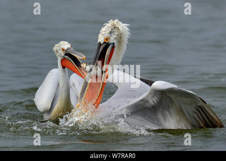 Krauskopfpelikane (Pelecanus crispus) Streit um Fisch, See Kerkini, Griechenland, Februar. Finalist im Wettbewerb 2013 Afpan Stockfoto