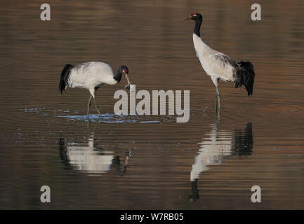 Black-necked Kraniche (Grus nigricollis) Ernährung, Napa See, Provinz Yunnan, China. Gefährdete Arten. Stockfoto