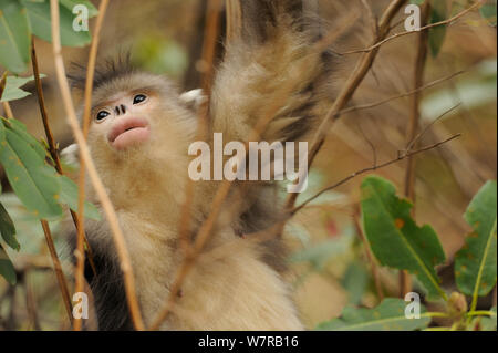 Yunnan Snub-gerochene Monkey (Rhinopithecus bieti) Ta Chen NP, Provinz Yunnan, China Stockfoto