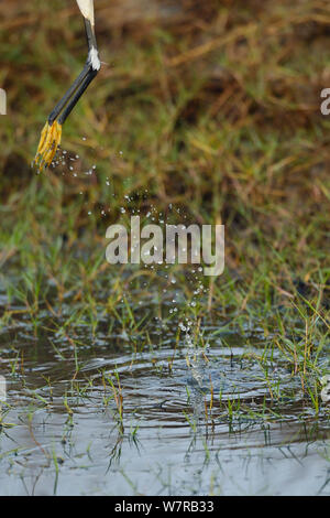 Seidenreiher (Egretta garzetta), Pulicat See, Tamil Nadu, Indien, Januar 2013. Stockfoto