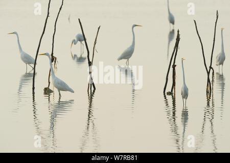 Große Silberreiher (Casmerodius albus) in der Pulicat See, Tamil Nadu, Indien, Januar 2013 wider. Stockfoto