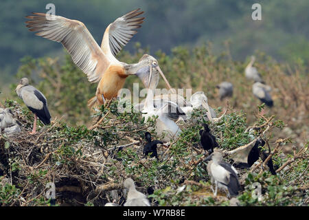 Spot-billed Pelican (Pelecanus Philippinensis) füttern ihre Jungen, unter Asian openbill Störche (Anastomus oscitans) Pulicat See, Tamil Nadu, Indien, Januar 2013. Stockfoto