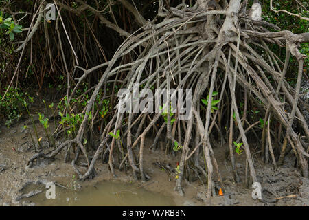 Mangrove (Rhizophora) Wurzeln, Pulicat See, Tamil Nadu, Indien, Januar 2013. Stockfoto