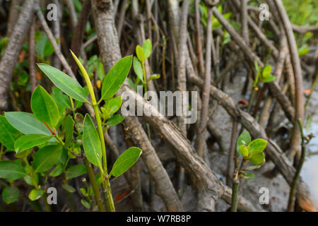 Mangrove (Rhizophora) Wurzeln, Pulicat See, Tamil Nadu, Indien, Januar 2013. Stockfoto